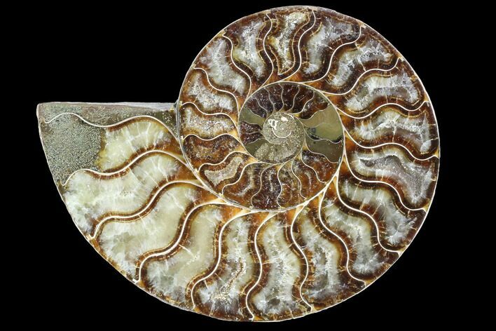 Agatized Ammonite Fossil (Half) - Madagascar #88233